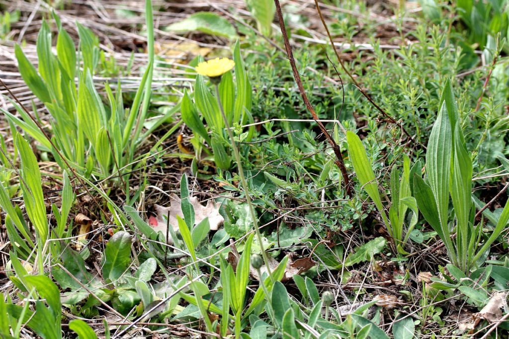 Pilosella officinarum?